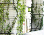 屋上緑化・壁面緑化
